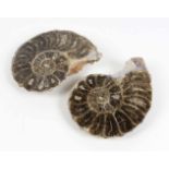 Paar Ammoniten Versteinerungen zusammengehörend in sehr schöner Segmentierung u. kompletter