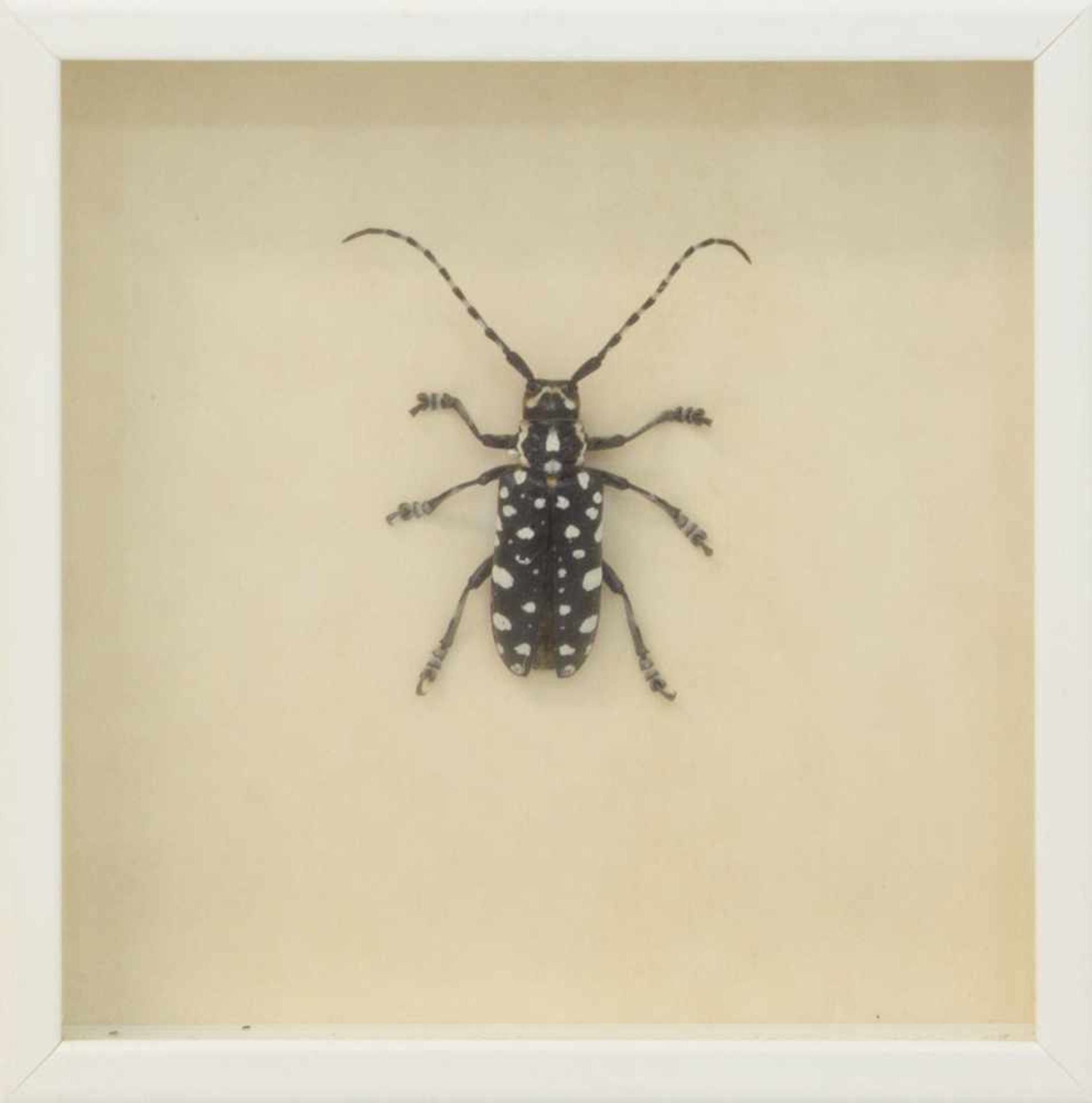 Laubholzbockkäfer Asien, Präparat eines männlichen Käfers, weißer Holzkasten mit Glasscheibe, 12 x