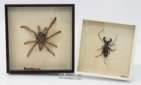 Vogelspinne Peru, Präparat einer Spinne, schwarzer Holzkasten mit Glasscheibe, 18 x 18 cm, 1 Bein