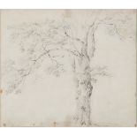 BAREND CORNELIS KOEKKOEK, att. to (Middelburg 1803 - Kleve 1862) Study of tree Pencil on paper,