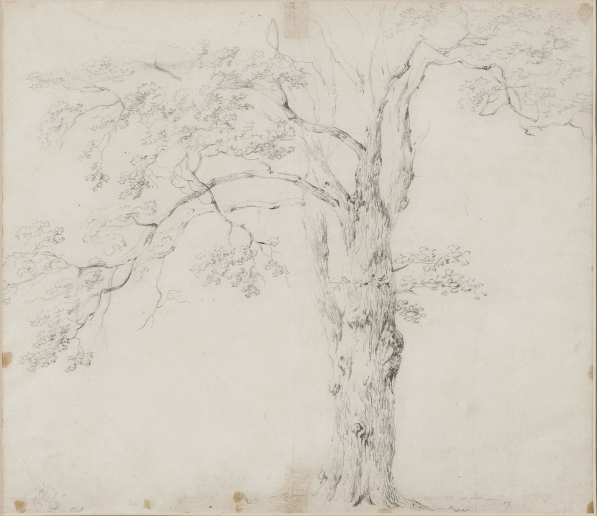 BAREND CORNELIS KOEKKOEK, att. to (Middelburg 1803 - Kleve 1862) Study of tree Pencil on paper,