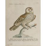 VIOLANTE VANNI (active IN Florence 1732 ca. - 1776) CANADA OWL