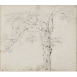 BAREND CORNELIS KOEKKOEK, ATT. TO (Middelburg 1803 - Kleve 1862). Tree study. Pencil on paper, cm.