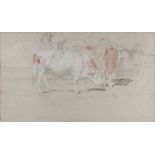 PIEDMONTESE PAINTER LATE 19TH CENTURY BULLS Pencil and sanguine on paper, cm. 25 x 43 Inscription '