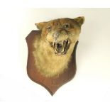 TAXIDERMY.