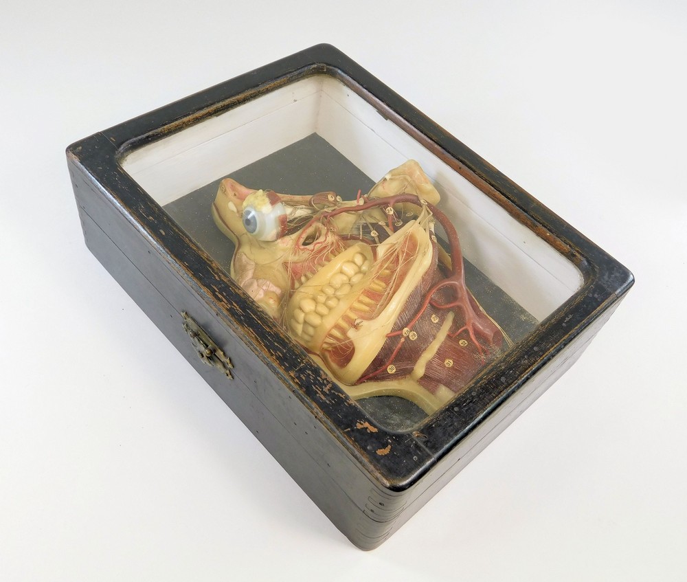 WAX ANATOMICAL MODEL. - Image 2 of 2