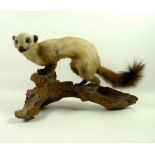 Taxidermy, a pine marten mounted on a log, circa 1940, 49 by 33cm high.