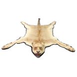 A taxidermy Lioness skin, 20th century, with head, mounted on black felt, length 248cm. Illustrated.