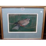 Attributed to Joseph Crawhall (1861-1913), Study of a dove, watercolour on linen, 20cm x 32cm.
