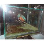 Taxidermy, a kingfisher in a glass case.