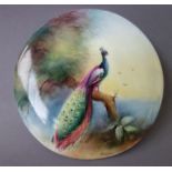A Royal Worcester circular plaque by Austin, circa 1916, depicting a peacock on a branch,