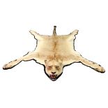 A taxidermy Lioness skin, 20th century, with head, mounted on black felt, length 248cm.