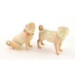 Two Royal Worcester blush ivory figures of pug dogs with gilt collars, purple printed marks,