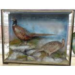 Taxidermy; a pair of stuffed pheasants, late 19th century,