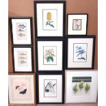 A group of assorted engravings of botanical and fish subjects, together with a watercolour of pears,