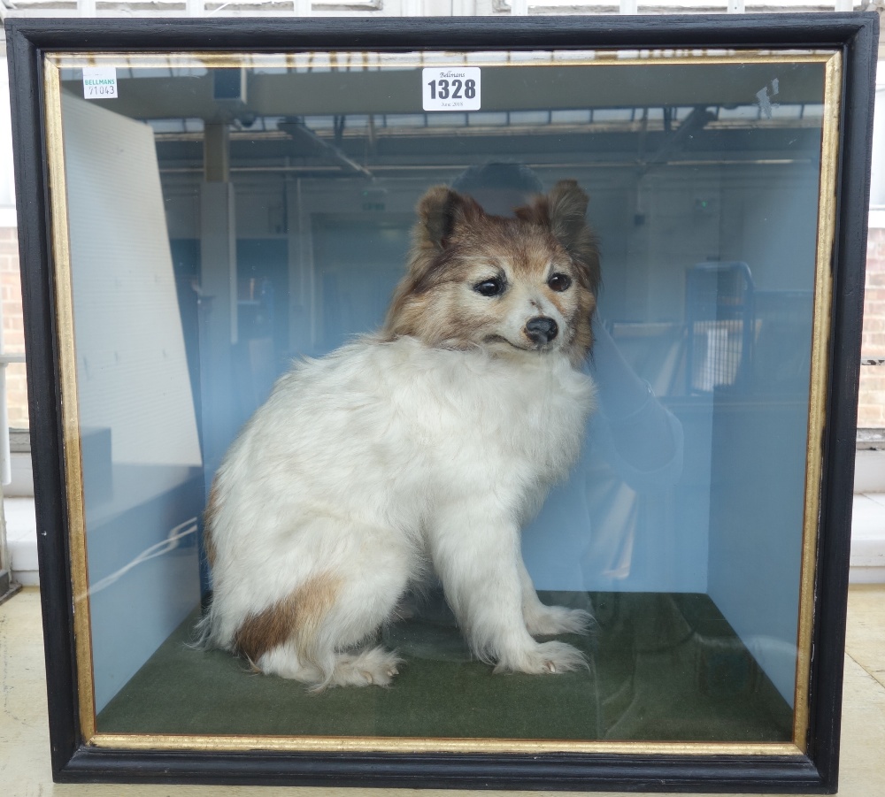 Taxidermy; a stuffed dog of small proportions,