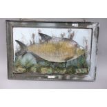 Taxidermy; a stuffed bream mounted against a naturalistic backdrop,