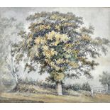 English School (19th century), Tree studies, three watercolours, all unframed,
