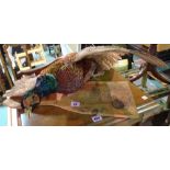 Taxidermy; a pheasant in flight.