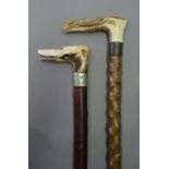 A Victorian horn 'dog's head' walking stick, with inset glass eyes and white metal collar (85.