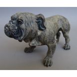 An Austrian cold painted bronze model of a bulldog standing on all fours, early 20th century,