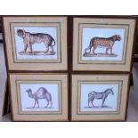 Panther; Tiger; Zebra; Camel, a group of four reproduction prints, each approx 30.5cm x 39cm.