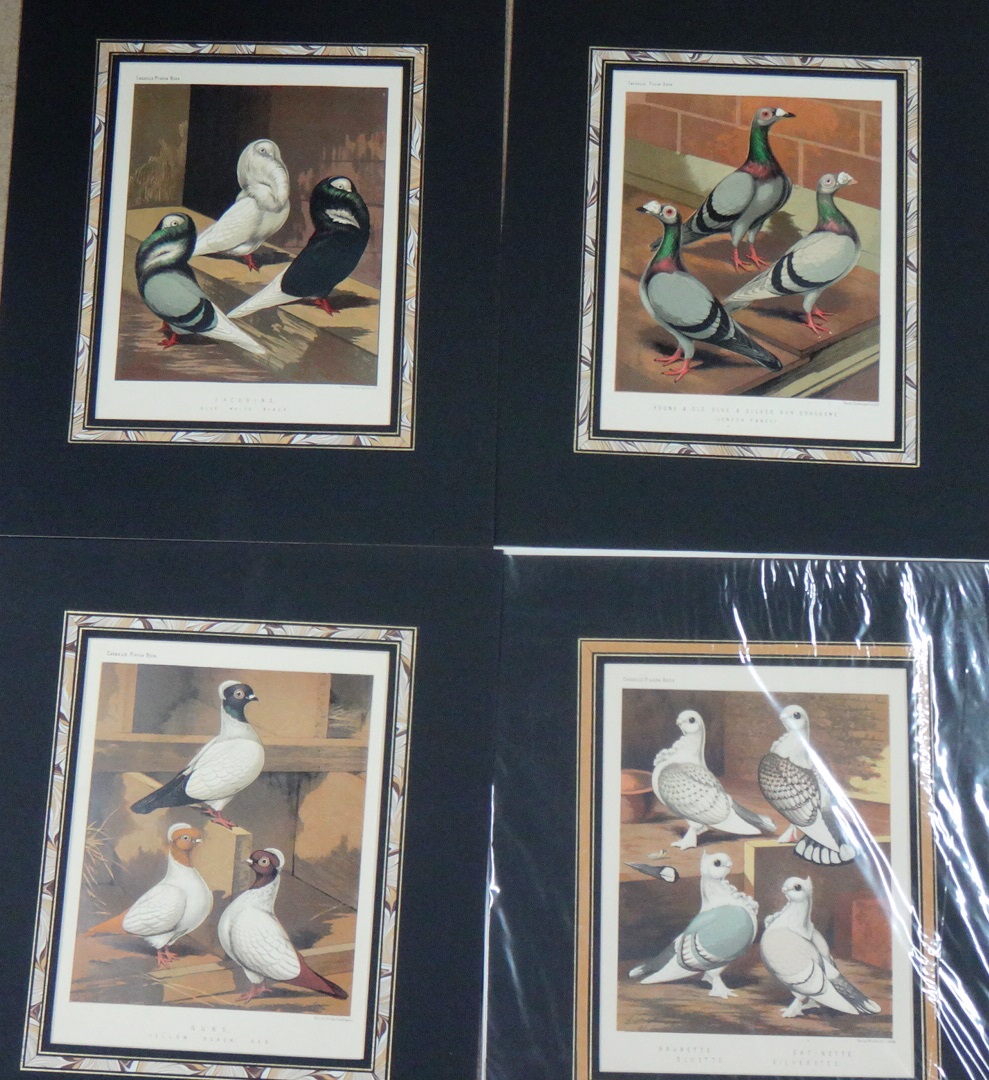 A quantity of unframed prints relating to poultry and fancy and carrier pigeons, - Image 7 of 9