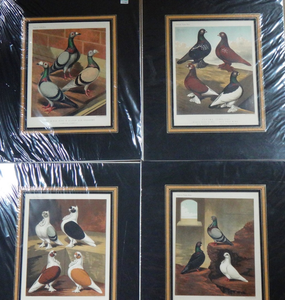 A quantity of unframed prints relating to poultry and fancy and carrier pigeons, - Image 6 of 9