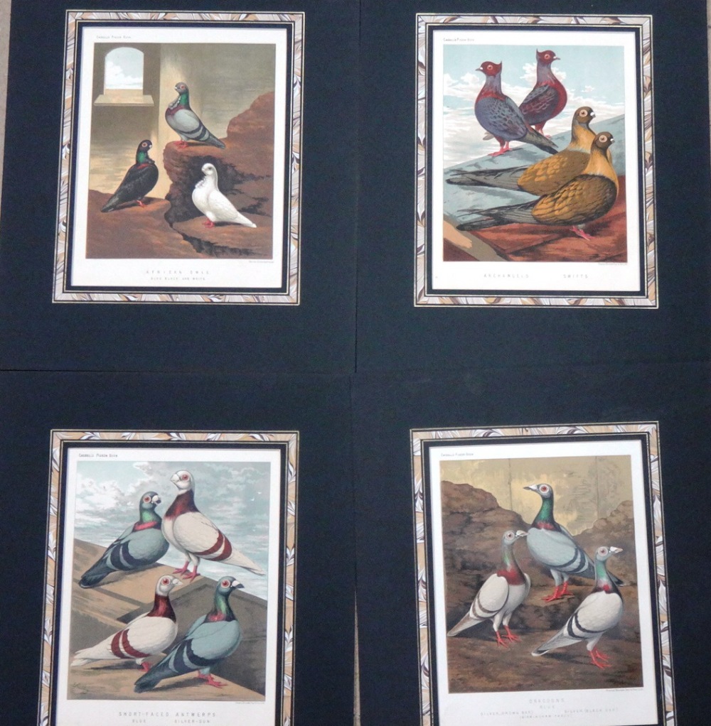 A quantity of unframed prints relating to poultry and fancy and carrier pigeons,