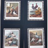 A quantity of unframed prints relating to poultry and fancy and carrier pigeons,