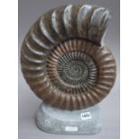 A polished Arietitid Ammonite, Low Lias, Monmouth Beach, Lyme Regis, Dorset,
