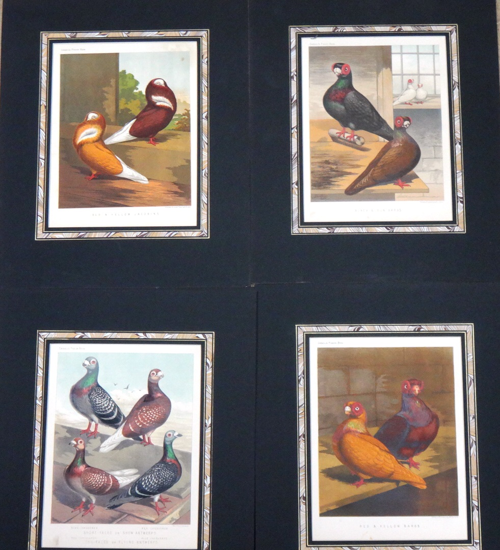 A quantity of unframed prints relating to poultry and fancy and carrier pigeons, - Image 2 of 9