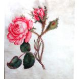 Continental School (17th/18th century), Still life of a rose, watercolour on vellum, unframed,
