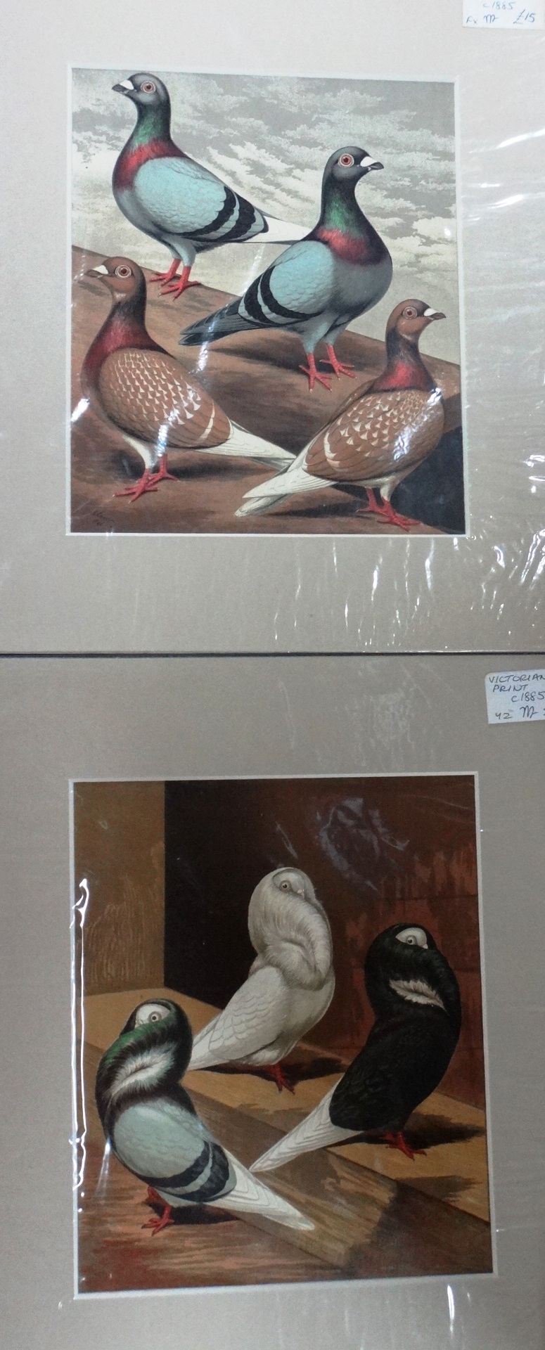 A quantity of unframed prints relating to poultry and fancy and carrier pigeons, - Image 5 of 9