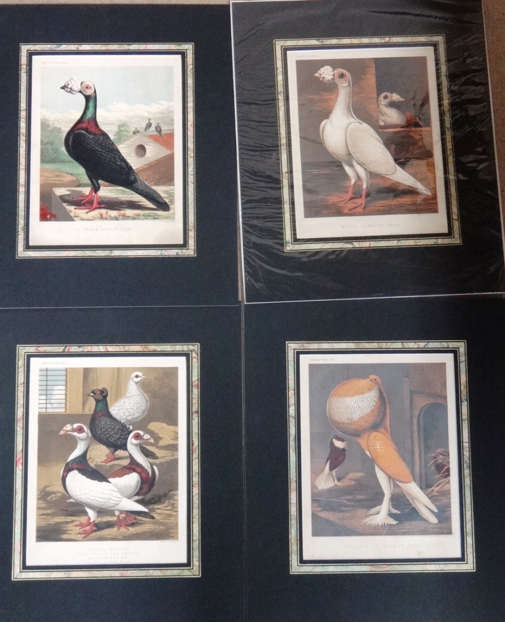 A quantity of unframed prints relating to poultry and fancy and carrier pigeons, - Image 9 of 9