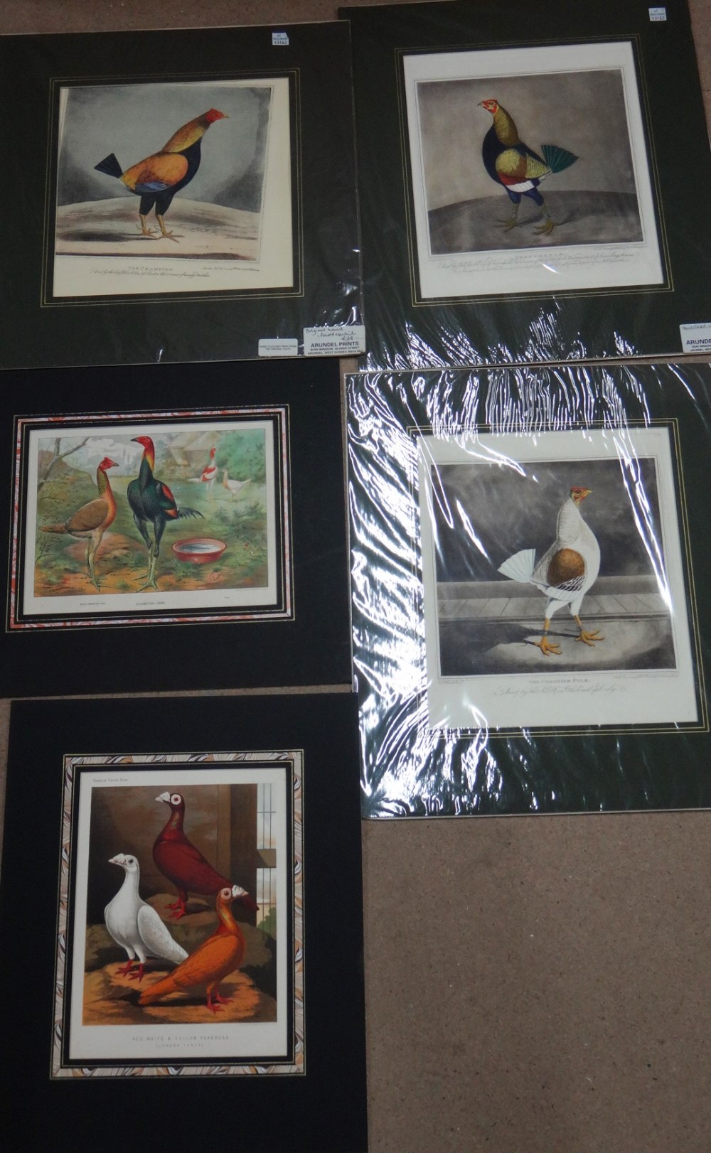 A quantity of unframed prints relating to poultry and fancy and carrier pigeons, - Image 8 of 9