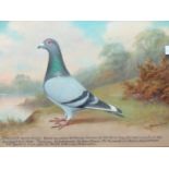 Andrew Beer (1862-1924), Blue Cock: Prizewinning racing pigeon, oil on board, signed and inscribed,