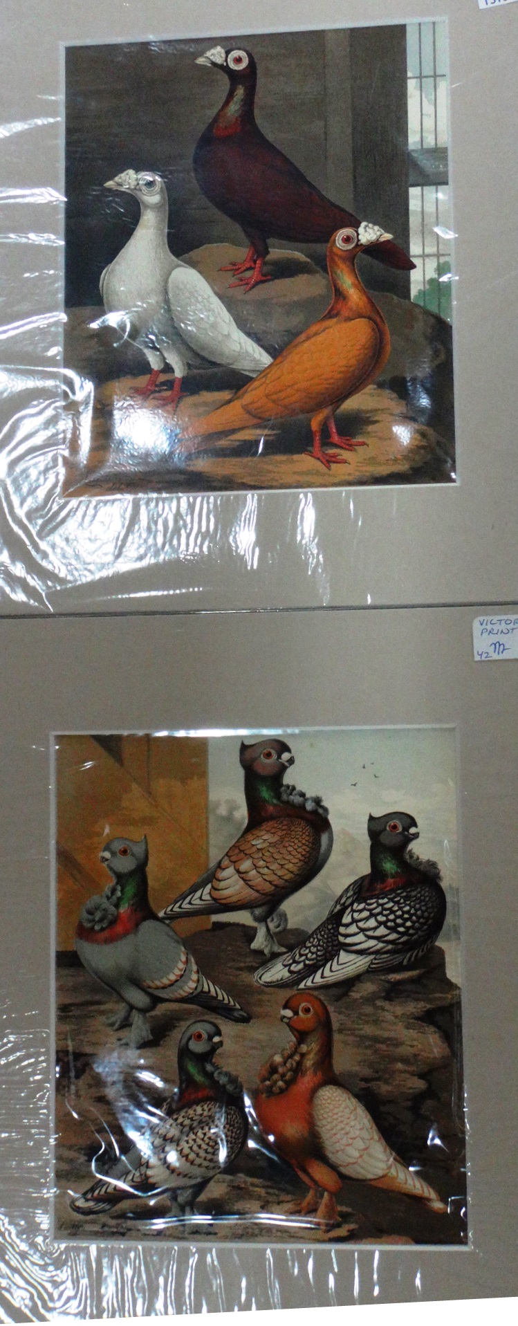 A quantity of unframed prints relating to poultry and fancy and carrier pigeons, - Image 3 of 9