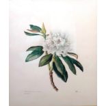 Elizabeth Cameron (20th century), Rhododendron sphaeroblastum; Rhododendron Lindleyi Glenarn,