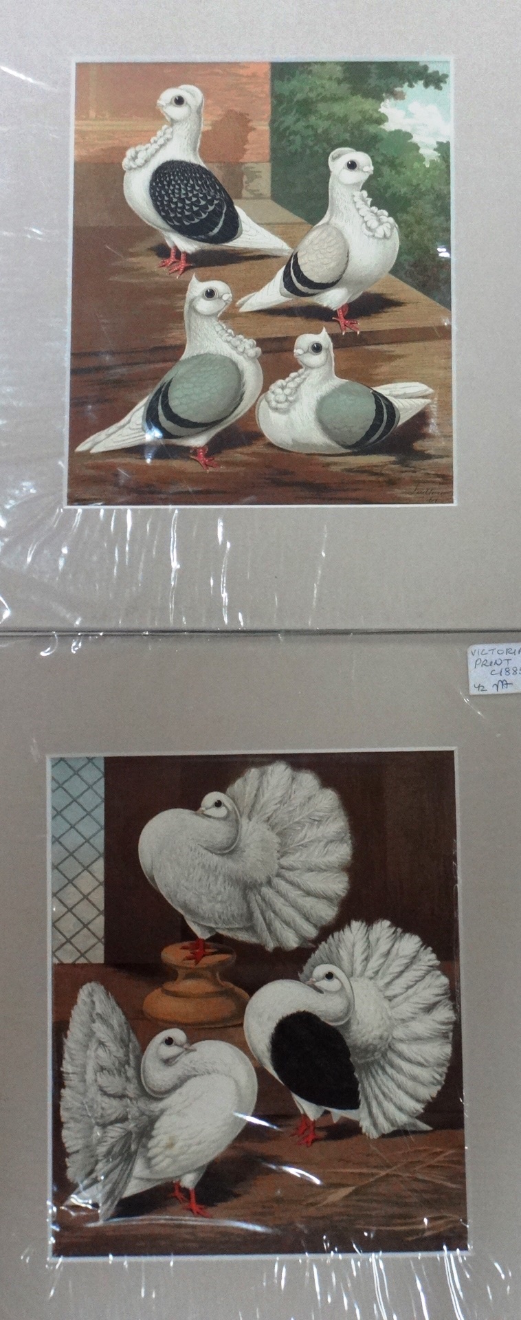 A quantity of unframed prints relating to poultry and fancy and carrier pigeons, - Image 4 of 9