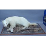 Taxidermy; a stuffed albino badger, 20th century,
