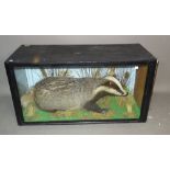 Taxidermy; a cased adult badger, 106cm.