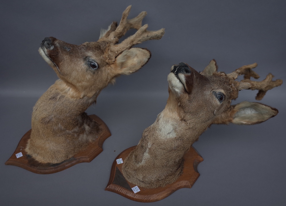 Taxidermy; six stuffed deer heads, mid-20th century, each mounted on a wooden shield back, - Image 2 of 3