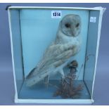 Taxidermy; a stuffed barn owl, a long tail duck and two red legged partridge,