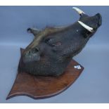 Taxidermy; a stuffed warthog's head, early 20th century mounted on a walnut shield shaped plaque,