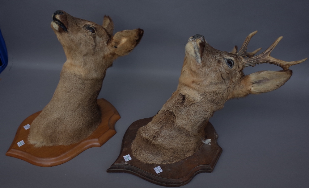 Taxidermy; six stuffed deer heads, mid-20th century, each mounted on a wooden shield back, - Image 3 of 3