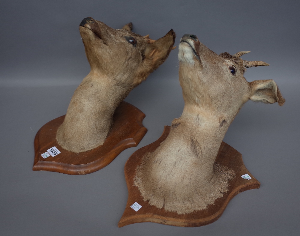 Taxidermy; six stuffed deer heads, mid-20th century, each mounted on a wooden shield back,