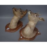 Taxidermy; six stuffed deer heads, mid-20th century, each mounted on a wooden shield back,