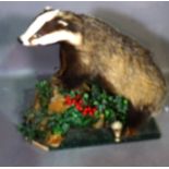 Taxidermy; an adult badger on naturalistic base, 79cm.