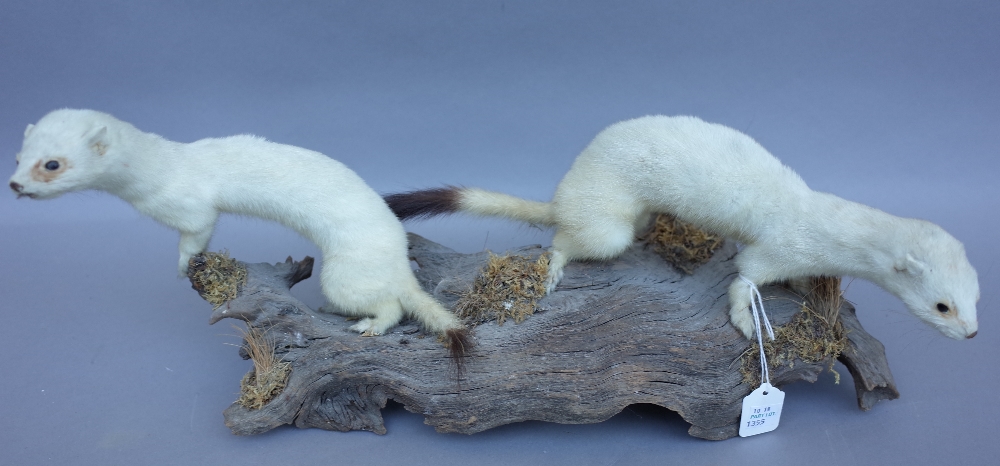 Taxidermy; five stuffed and mounted animal groups, 20th century, comprising; Barn owl, two stoats, - Image 2 of 3